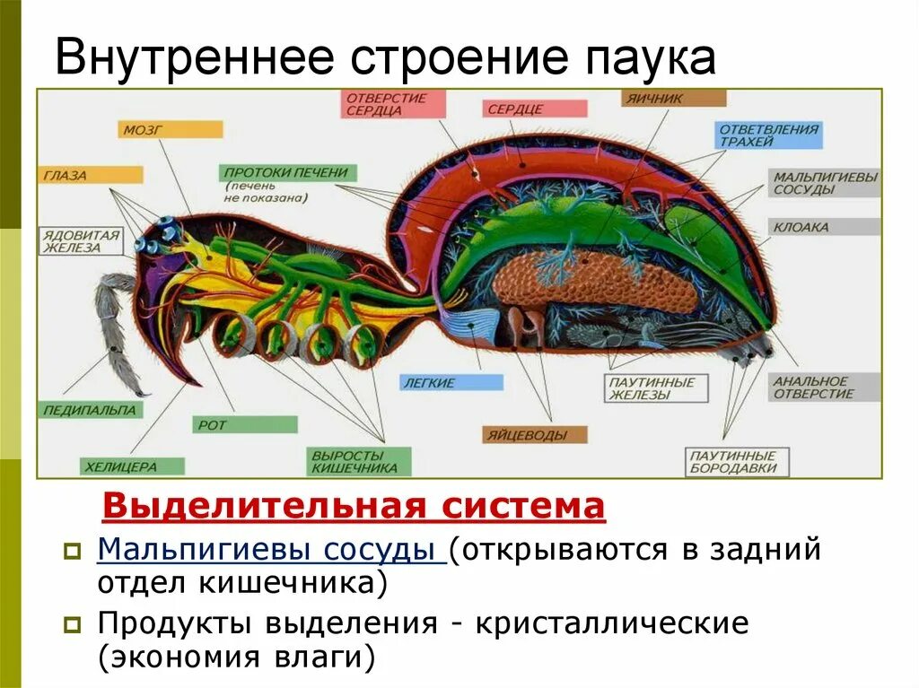 Отделы класса паукообразные. Строение паука. Внутреннее строение паука. Внутреннее строение паукообразных. Схема внутреннего строения паука.