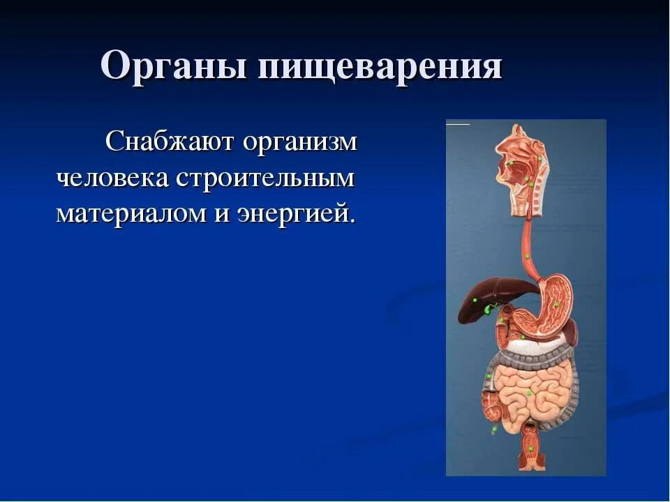 Презентация как работает наш организм 3 класс. Пищеварительная система человека. Органы пищеварения человека. Доклад на тему организм человека. Органы и системы органов человека.