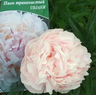 Пион соланж описание отзывы