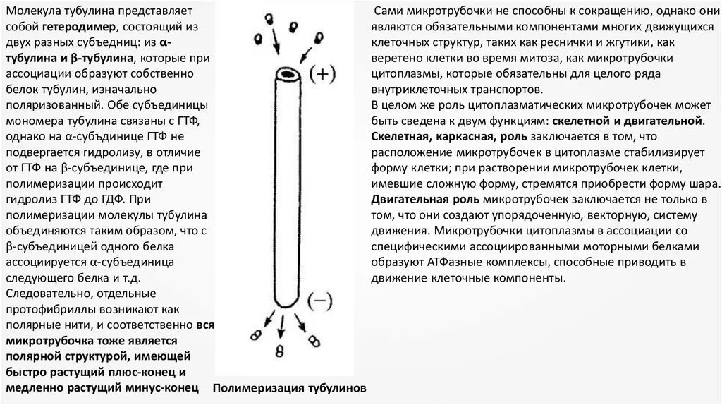 Микротрубочки состоят из. Органоиды клетки микротрубочки. Микрофиламенты строение органоида. Образованы микротрубочками состоят из двух субъединиц. Рис 28 строение микротрубочки.
