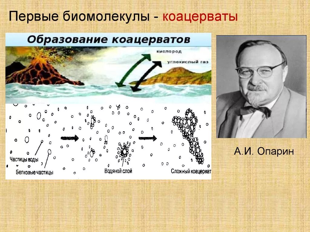 Коацерватная гипотеза. Опарин коацерваты. Образование коацерватов. Возникновение коацерватов. Коацерваты это первые.