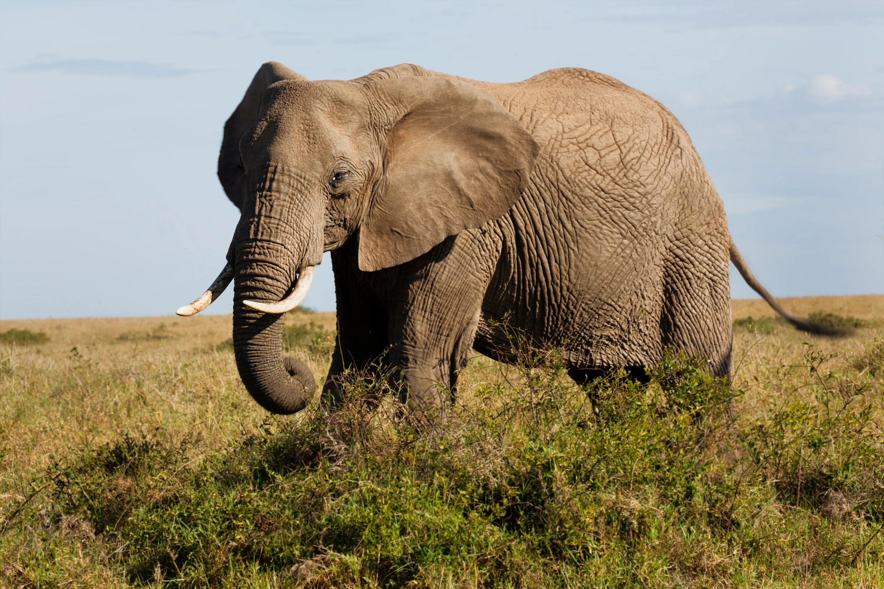 Old elephant. Слон. Африканский слон. Фото слонов. Изображение слона.