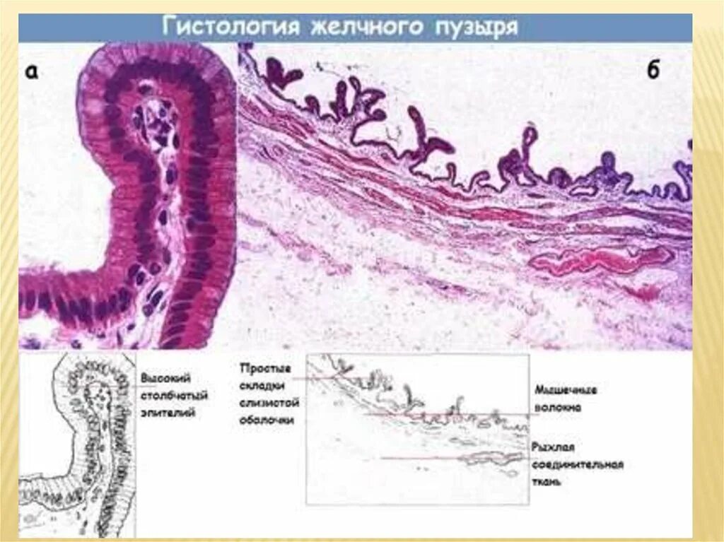 Слизистая оболочка желчного пузыря. Строение желчных протоков гистология. Эпителий желчных протоков гистология. Строение желчного протока гистология. Стенка желчного пузыря гистология.