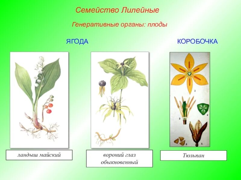 признаки семейства плод ягода или коробочка
