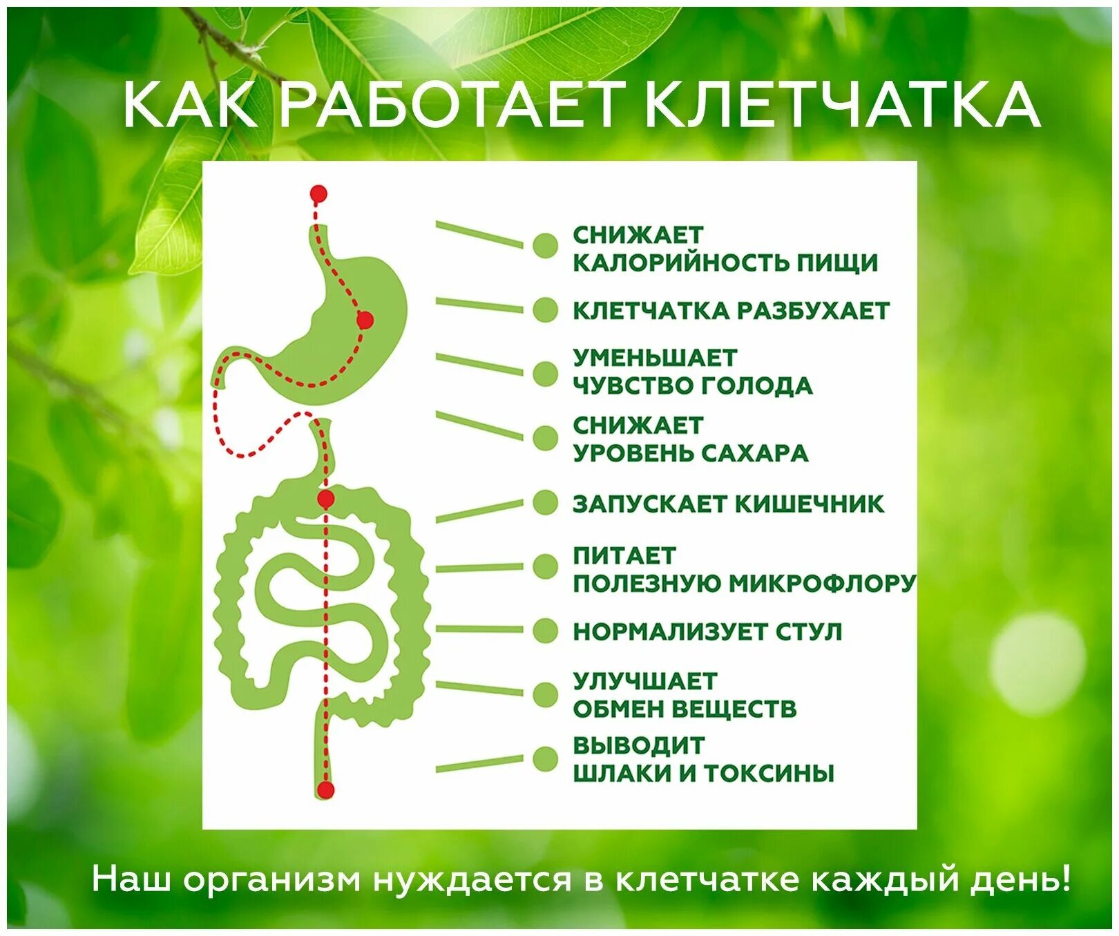 Сибирская клетчатка кедровый орешек. Ск лакс профилактика запоров. Клетчатка от запоров ск лакс. Клетчатка. Пищевые волокна для кишечника.