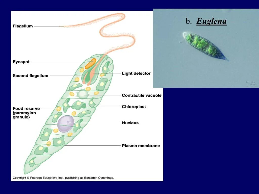 Эвглена зеленая строение рисунок. Светочувствительный глазок у зелёной эвглены. Эвглена зеленая и лямблия. Эвглена цикл.