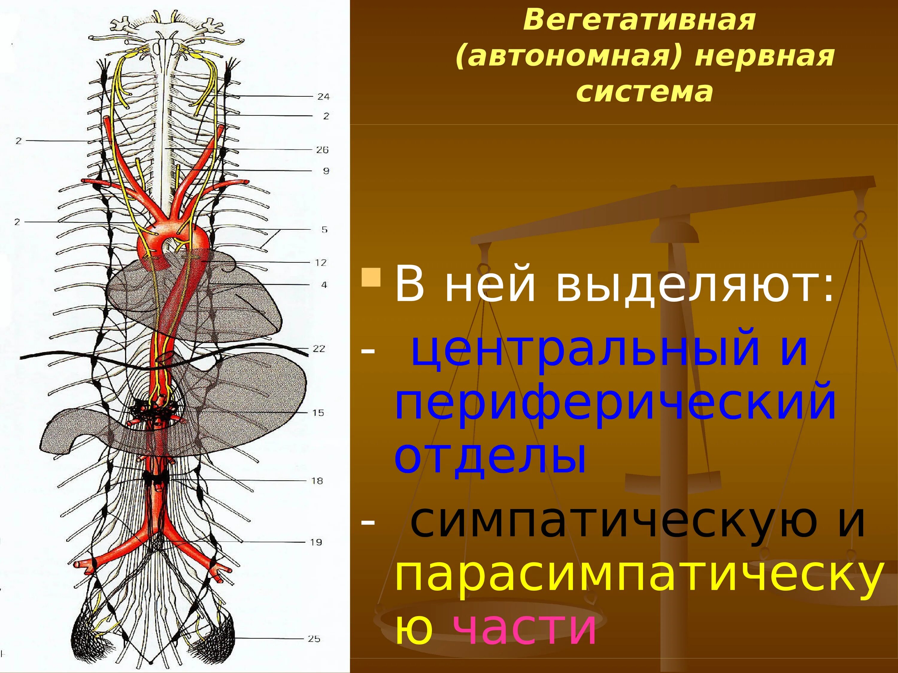 Вегетативная автономная нервная система презентация. Вегетативная НС анатомия. Вегетативная нервная сист. Вегетативнаянерваня система.
