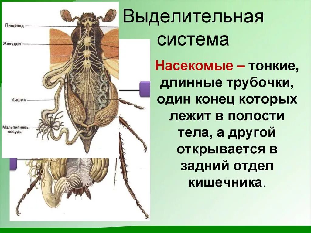 Какой класс имеет мальпигиевы сосуды. Класс насекомые выделительная система. Внутреннее строение насекомых выделительная система. Выделительная система насекомых 7. Выделительная система насекомых кратко.