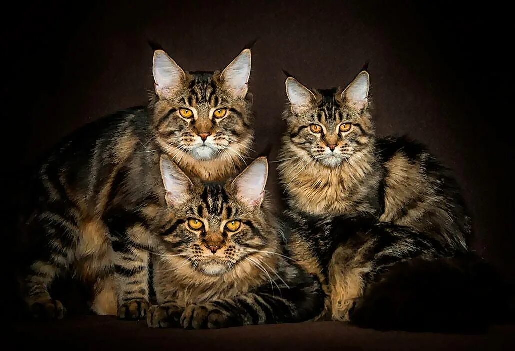 Трое котят мейн куна вместе. Камышовый мейн кун. Мейн-кун. Мейкун. Тиккированный мейн кун.