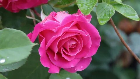 Beautiful rose