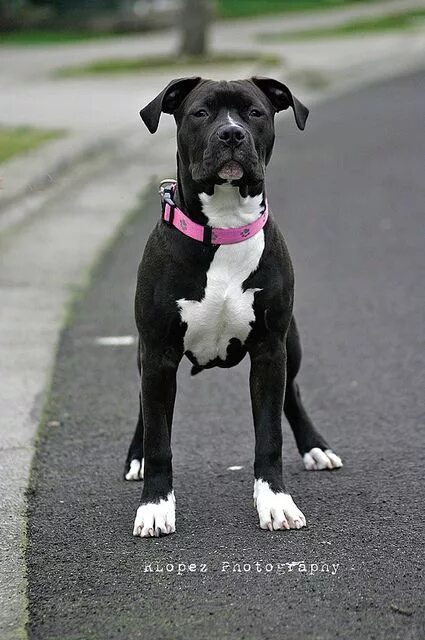 Американский питбультерьер 5 месяцев. Питбуль 4 месяца. Питбуль 4 месяца. Питбуль щенок 3 месяца. Стаффордширский терьер черный щенок.