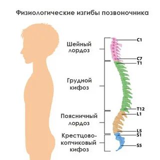 Физиологические изгибы позвоночника это