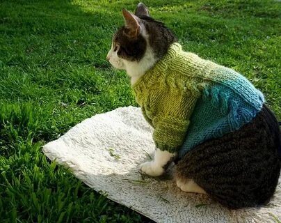 Как связать кофту коту