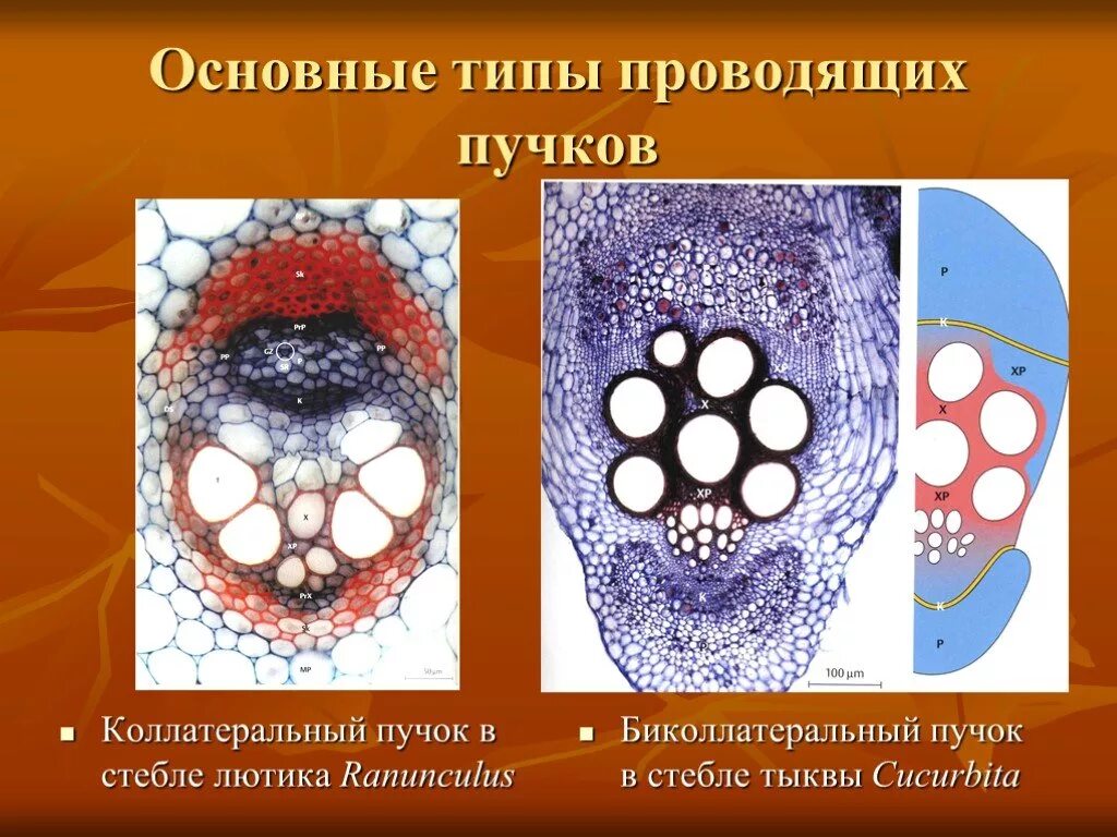 Типы проводящих пучков. Биколлатеральный пучок стебля тыквы. Биколлатеральный открытый проводящий пучок. Коллатеральный открытый проводящий пучок стебля тыквы. Биколлатеральный проводящий пучок стебля тыквы.