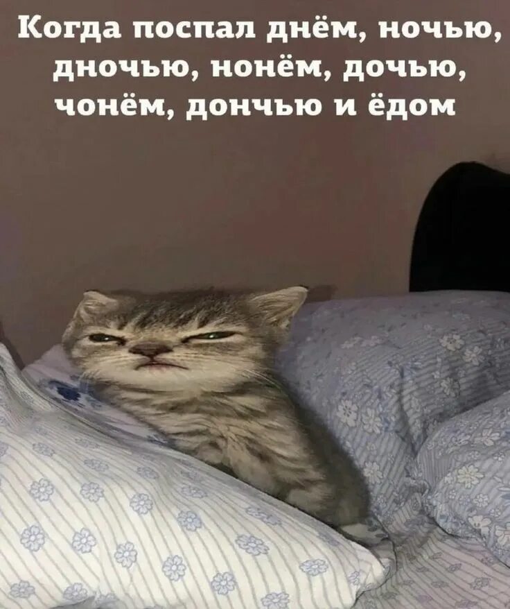 Dramatic sleeping appearance 行 き 倒 れ 的 な. Cats, Cute cats, Funny animals