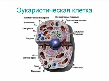 Тест эукариотической клетки