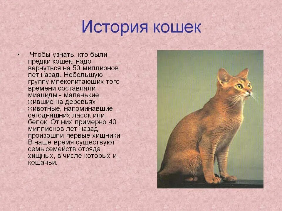 Сообщение кошачье