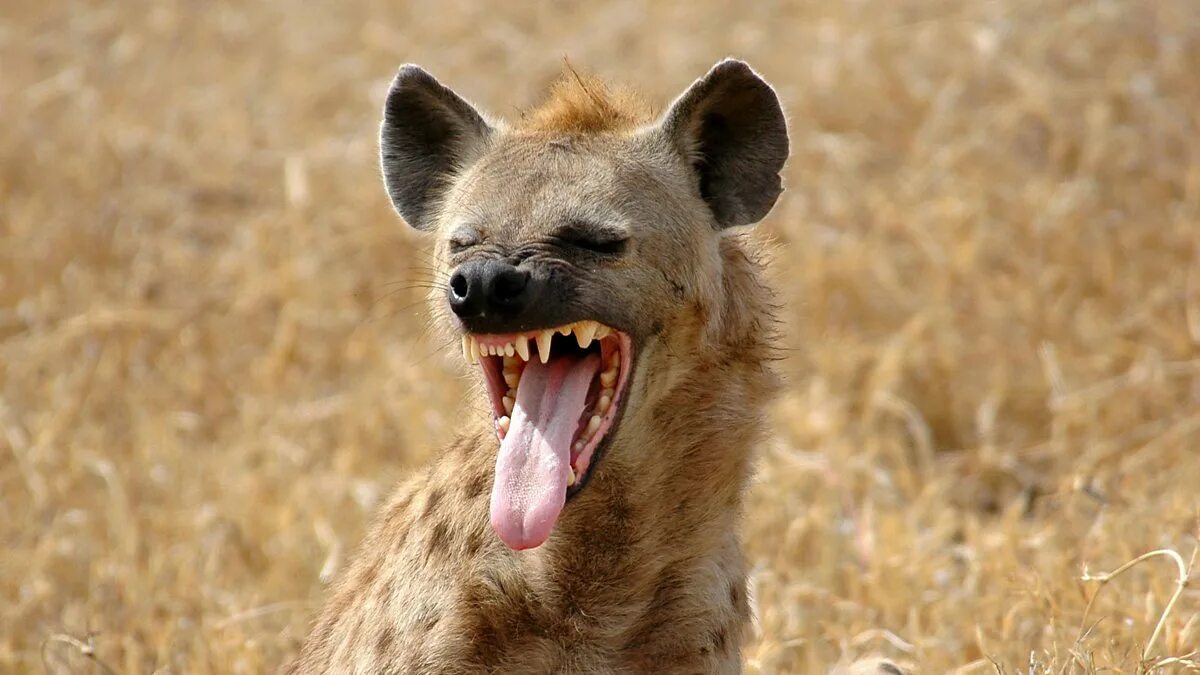 Never thought I'd ever get to pet and love on a hyena until volunteering at . Hy