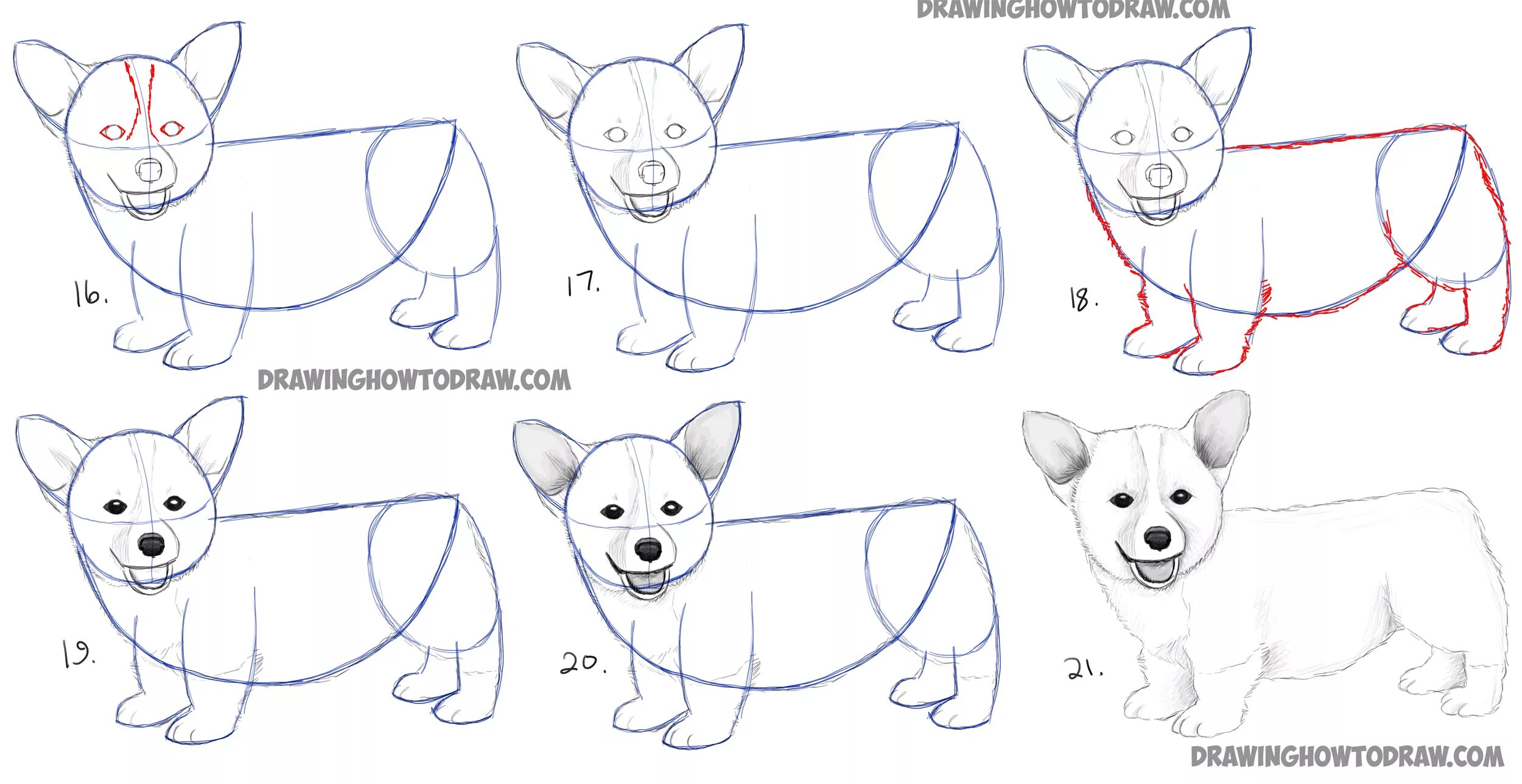 Пошаговые уроки с нуля. Поэтапное рисование собаки. Схема рисования собаки для детей. Поэтапные рисунки для срисовки. Рисунок собаки карандашом для срисовки.