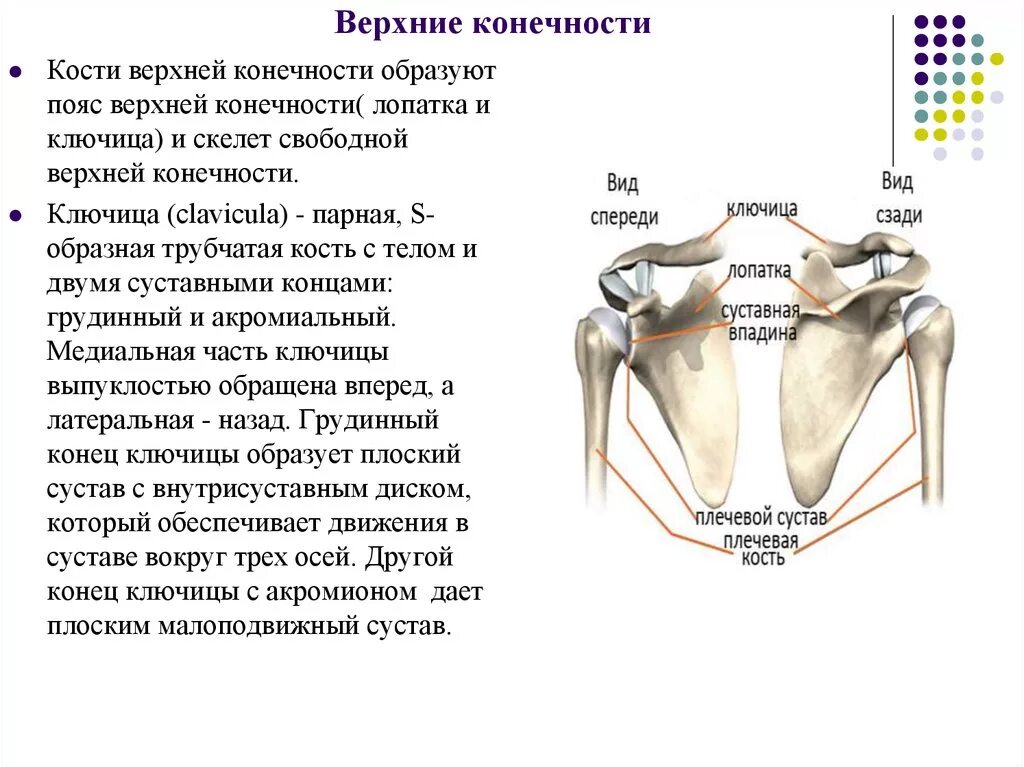 Какие кости образуют пояс верхних конечностей человека. Кости плечевого пояса строение. Особенности строения соединения костей плечевого пояса. Анатомия плечевой кости и лопатки. Скелет пояса верхних конечностей Тип соединения..