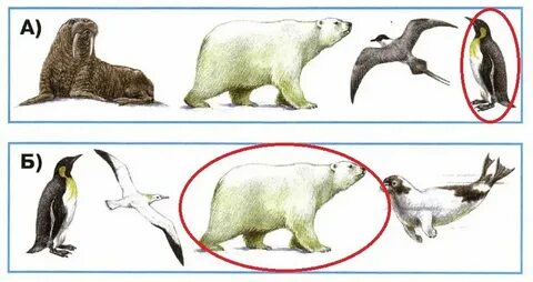 Укажите номера двух лишних изображений