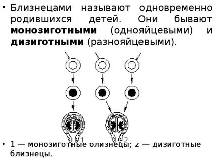 Близнецы генетика