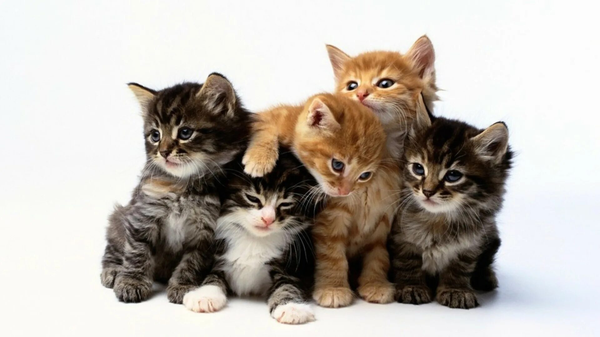 Несколько котов. Банда кошек. Банда котов. Кот гр. Банда кошек.