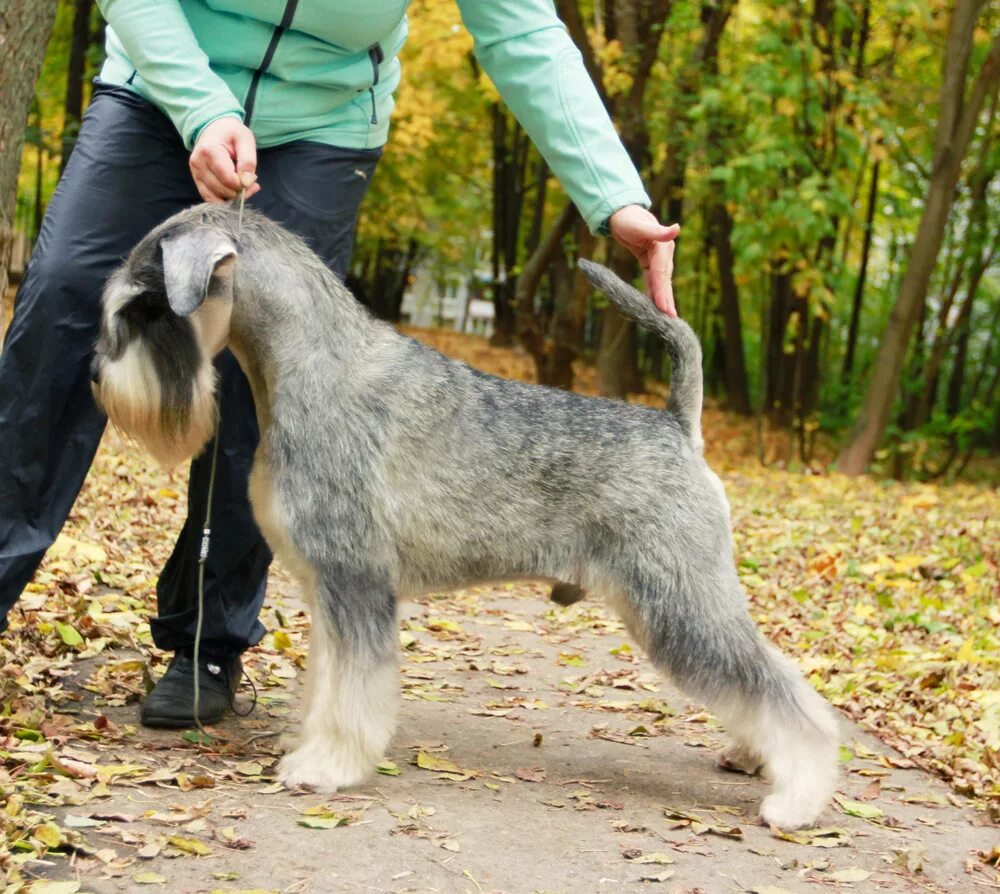 Американский стаффордширский терьер бульдожьего типа. Int ch. Американский мастиф тигровый. Dwynella rough 'n' rowdy. Анкор кураж питомник шнауцеров сайт.