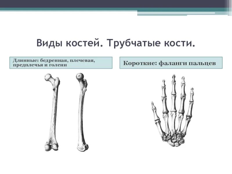 Трубчатые кости длинные и короткие. Длинная трубчатая кость человека. Короткие трубчатые кости человека. Трубчатая кость длинные короткие. Трубчатые это какие