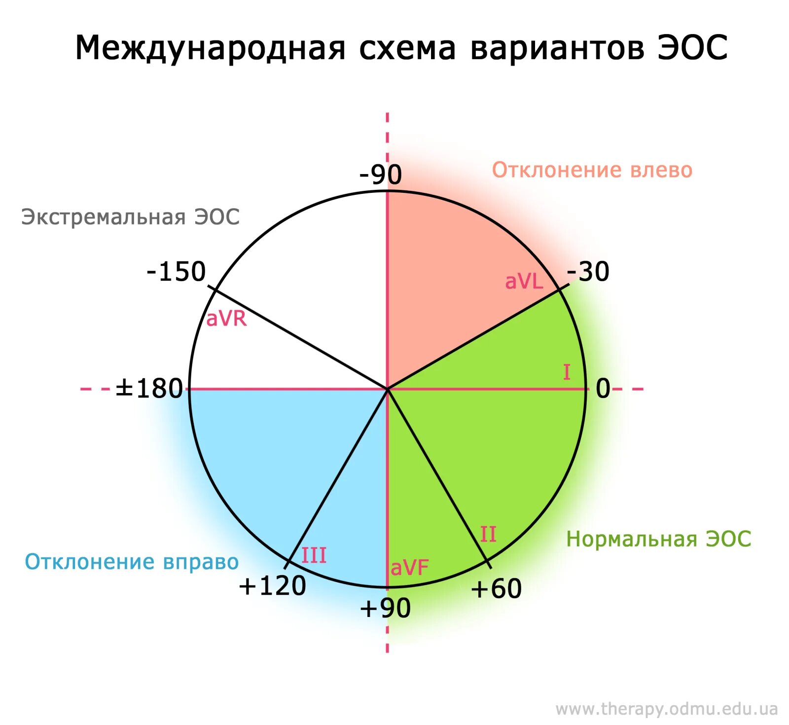 Синусовый ритм вертикальное положение оси сердца. Синусовый ритм вертикальное положение оси сердца