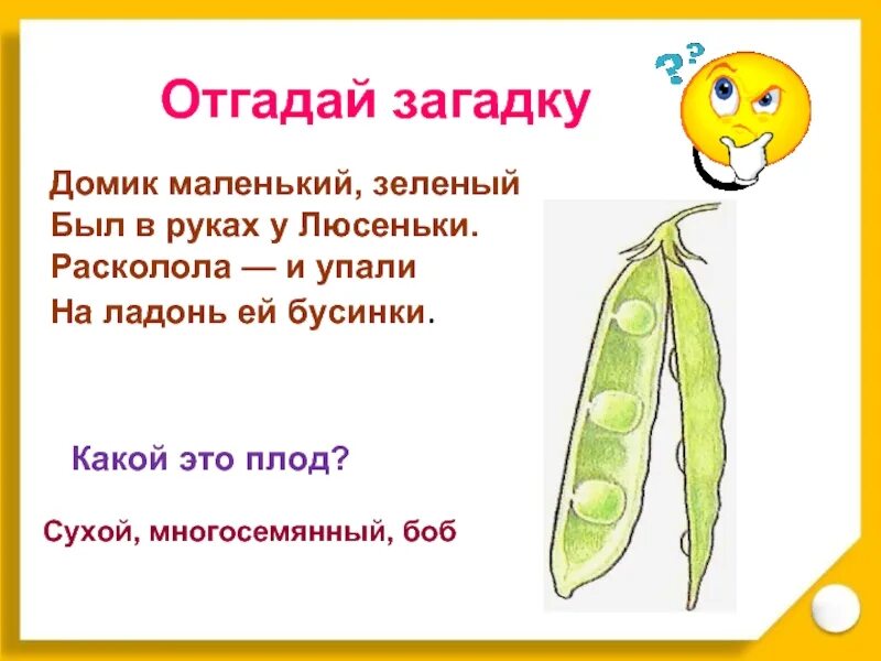 Загадки про плоды. Загадки о семенах с ответами. Загадки о плодах и семенах. Загадки на тему плоды. 5 загадок по биологии