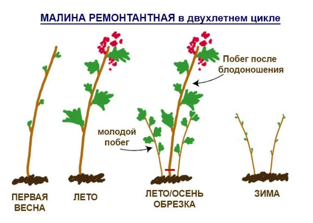 Обрезка малины. Уход за ремонтантной малиной летом. Уход за ремонтантной малиной летом. Уход за ремонтантной малиной летом. Уход за ремонтантной малиной летом.
