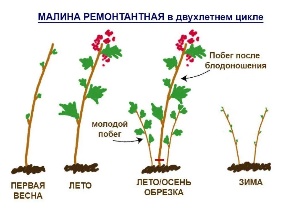 Обрезка ремонтантной малины весной схема. Схема обрезки ремонтантной малины. Схема обрезки ремонтантной малины весной. Обрезка ремонтантной малины осенью схема. На какую высоту обрезать малину весной