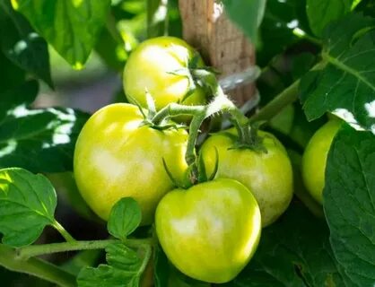 Урожайность томатов большая мамочка