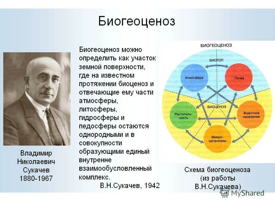 Сообщества биогеоценозы