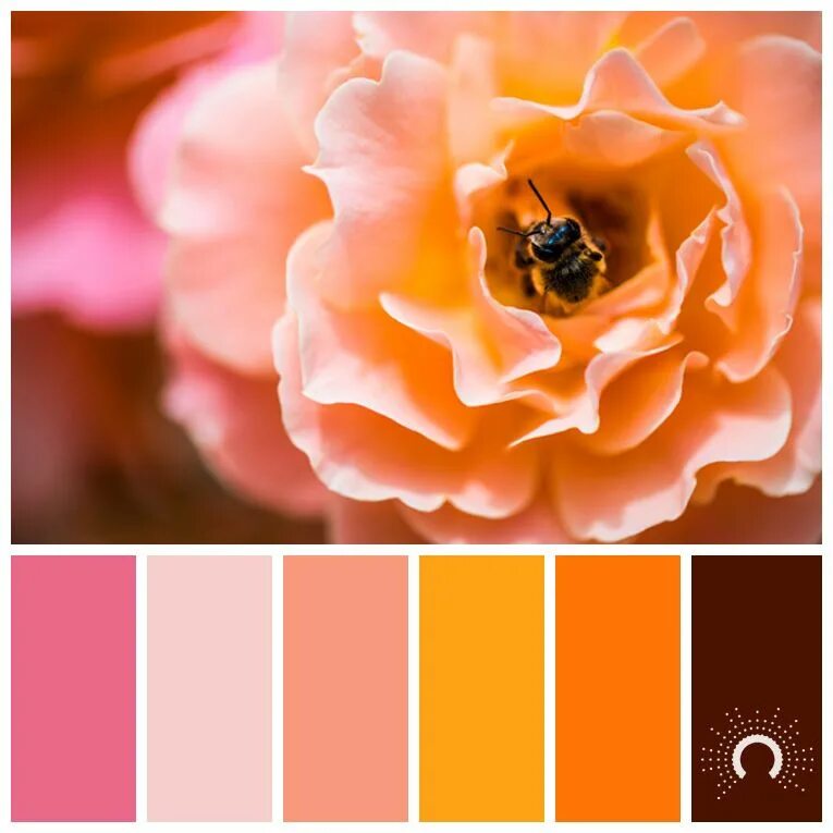 Розовый с желтым какой цвет. Цветовая палитра. Сочетание с розовым. Сочетание цветов с оранжевым. Сочетание оранжевого и розового цветов.