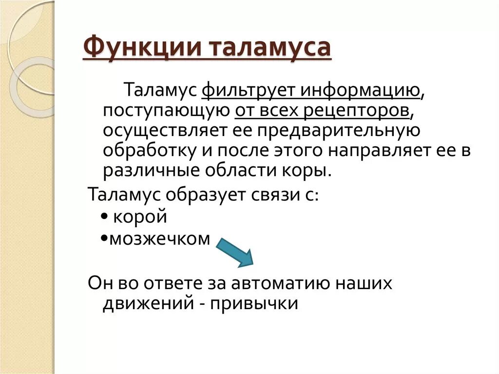 Каковы функции таламуса