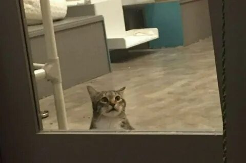 Камера приюта кошек