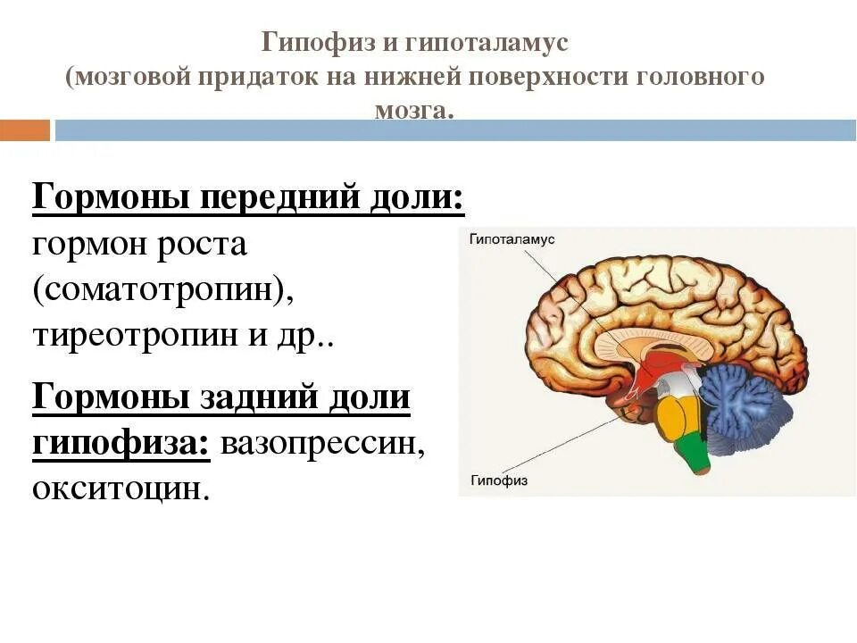 Функции отделов головного мозга гипофиз. Гипофиз головного мозга функции таблица. Головной мозг строение гормоны. Строение головного мозга гипоталамус и гипофиз. Гипофиз передний мозг