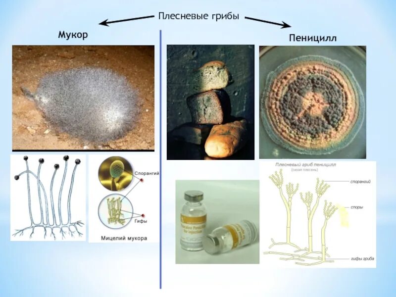 Плесневые грибы Mucor. Мицелий пеницилла. Гриб мукор (Mucor). Плесневелый гриб мукор. Чем отличаются плесени