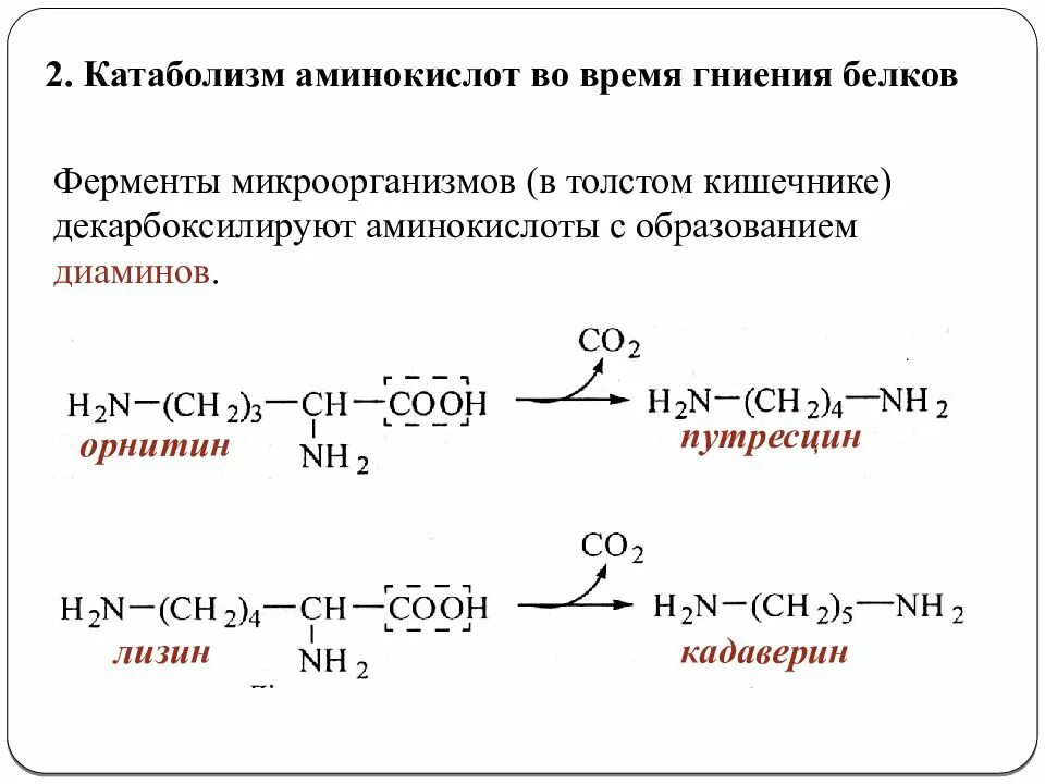 Основной путь катаболизма аминокислот:. Общие реакции путей катаболизма аминокислот. Общая схема катаболизма аминокислот. Катаболизм белков и аминокислот.