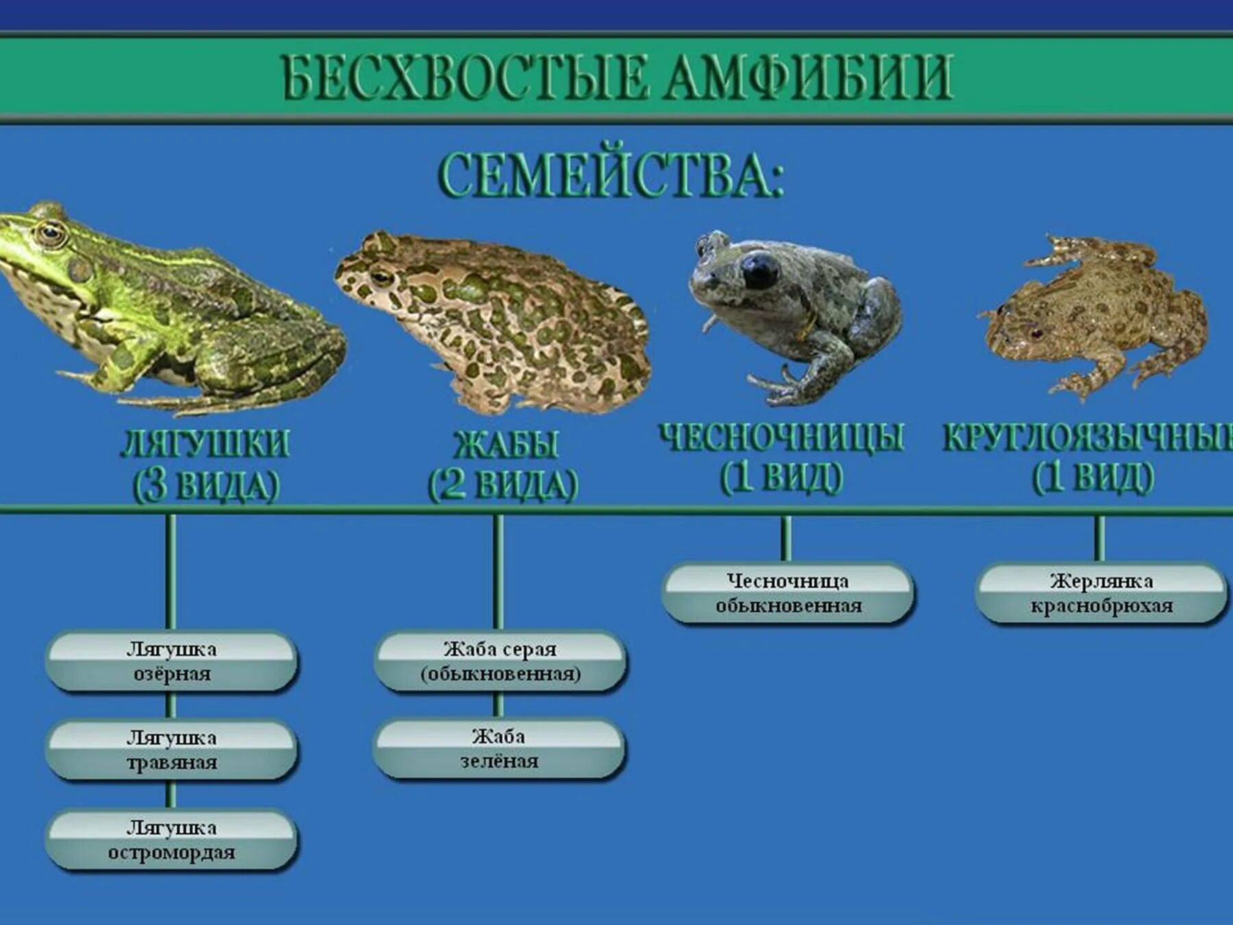 Разнообразие земноводных презентация 7 класс. Классификация лягушки амфибии. классификация бесхвостых земноводных. систематика бесхвостых амфибий. класс земноводные отряд бесхвостые представители.