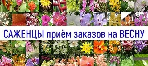 Агропитомник вишняково каталог
