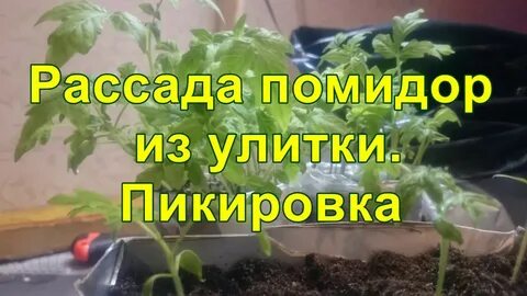 Как посадить помидоры на рассаду в улитку