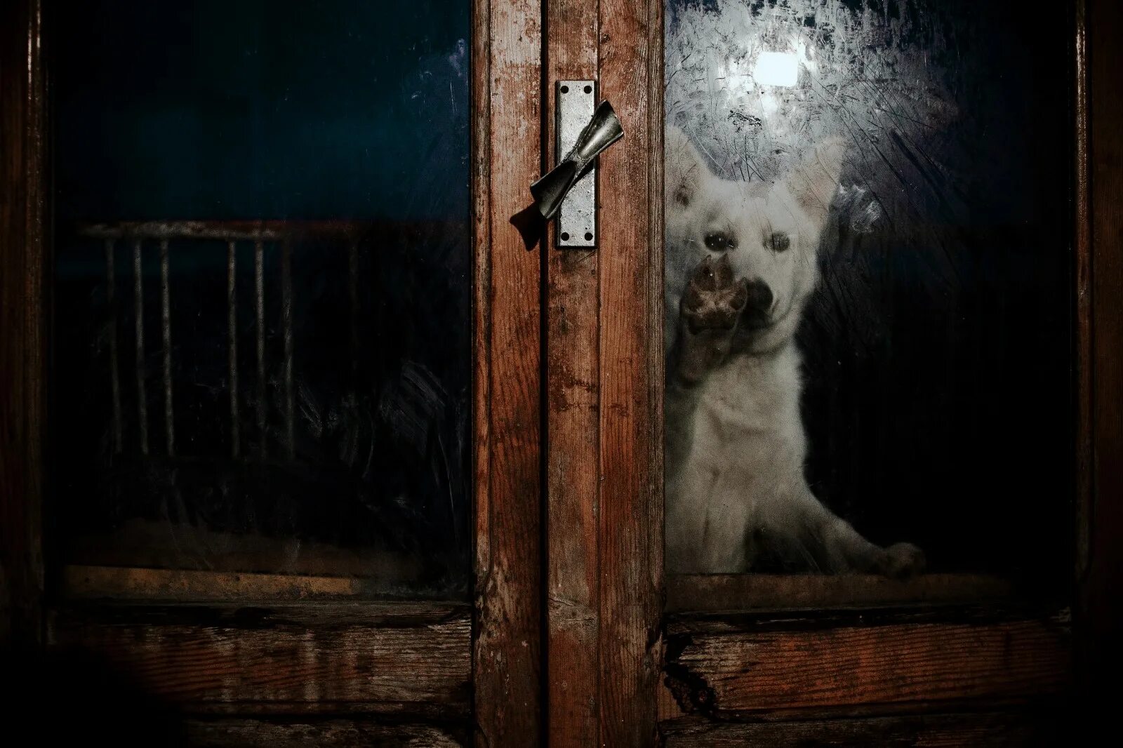 За дверью тревожно залаяла собака текст. Собака и тёмная комната. Дверь в темноте. Картина с собакой и открытой дверью. Собаки в в открытой двери.