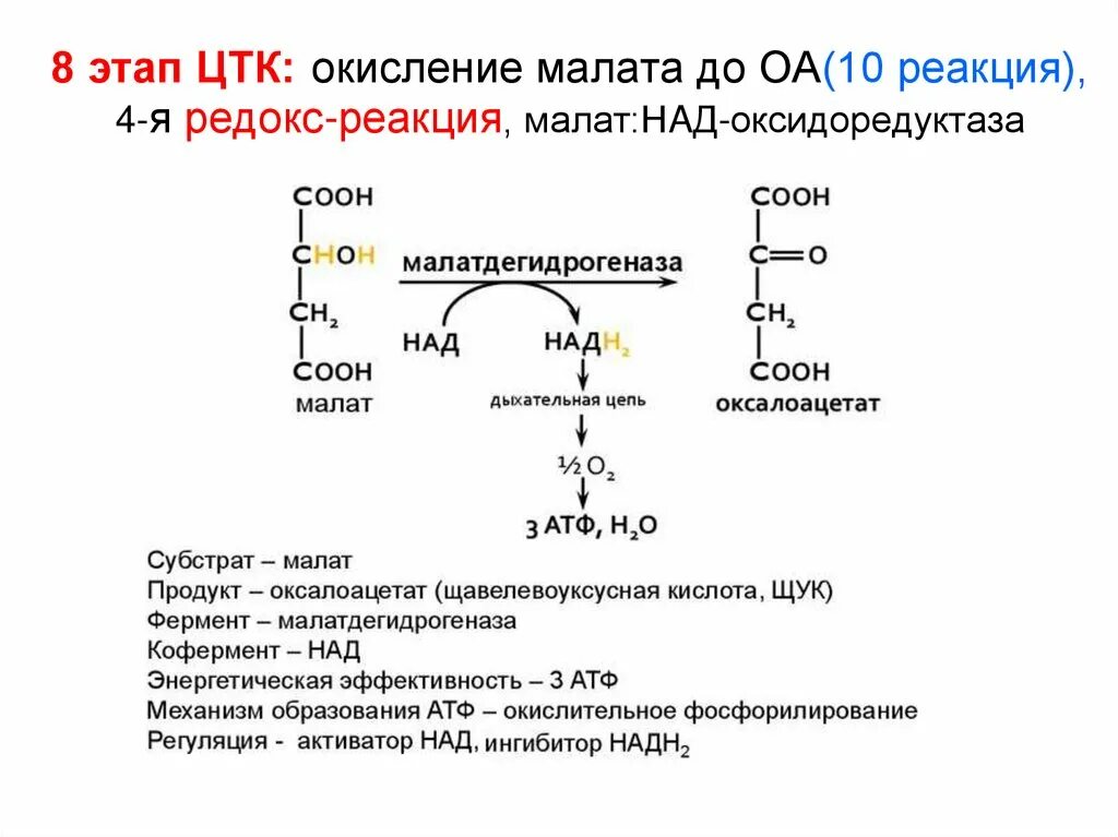 Окислительно восстановительные ферменты. Окисление малата в дыхательной цепи. Схема окисления малата. Реакции ЦТК оксидоредуктаз. Сукцинат ФАД оксидоредуктаза.