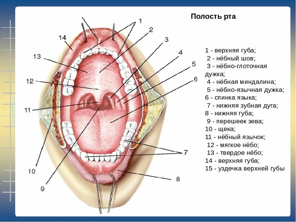 Строение ротовой полости на латыни. Зев ротовой полости строение. Зев небные миндалины и дужки. Передние и задние небные дужки.