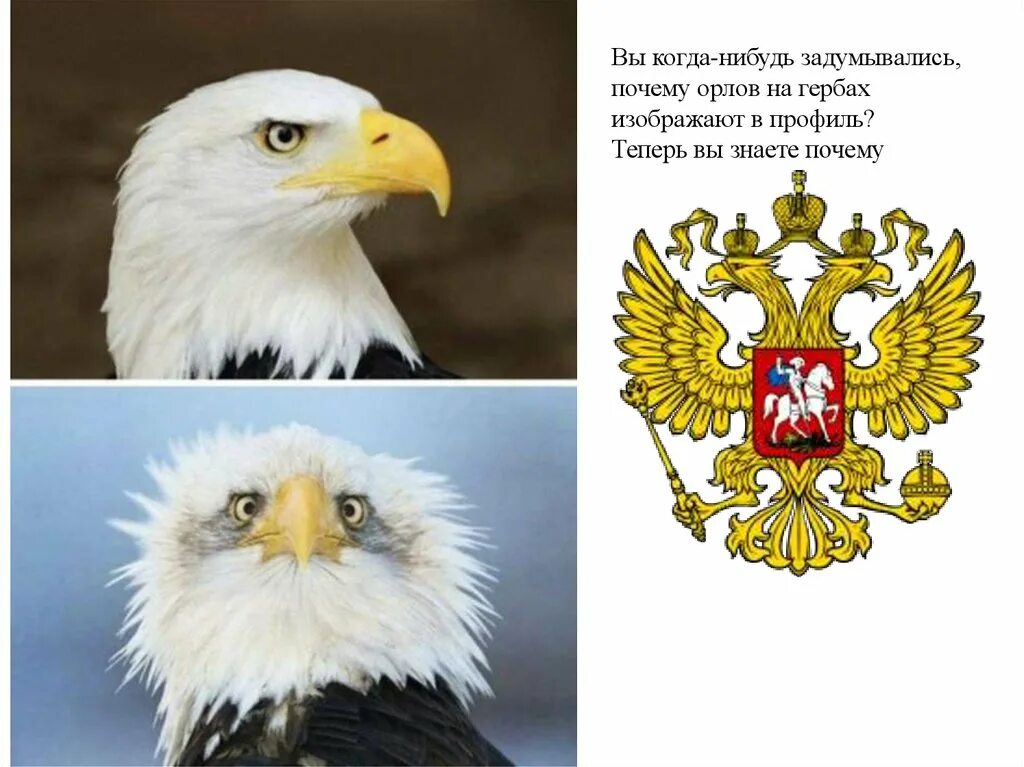 Почему у орла на гербе две головы. Герб орла. орел сша герб. американский орел в профиль. почему орел на гербе.