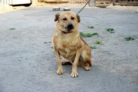 Сколько живут собаки дворняжки