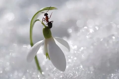 Лишь только подснежник